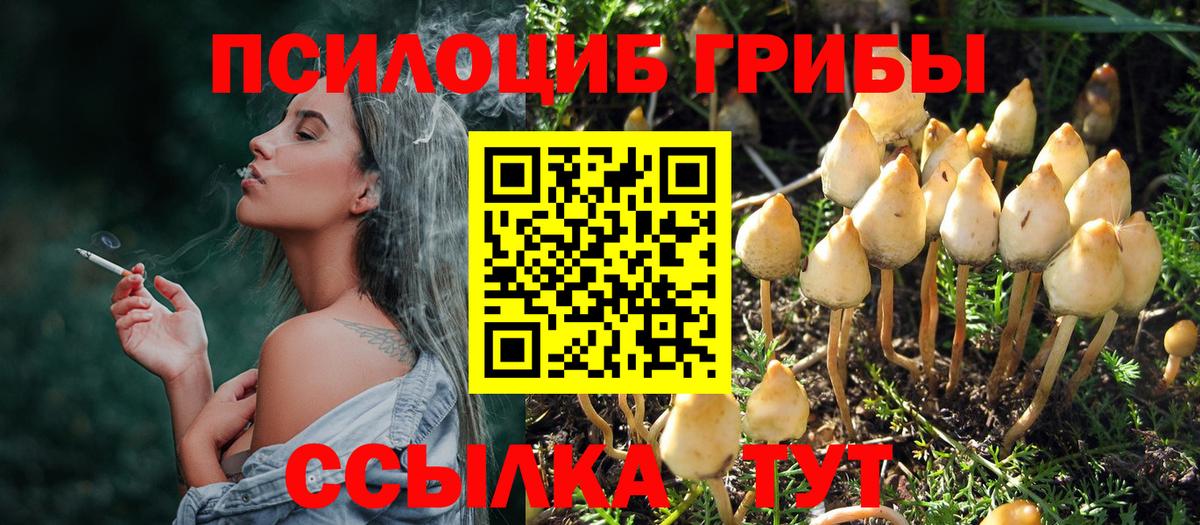 Галлюциногенные грибы Psilocybine cubensis Нижний Новгород